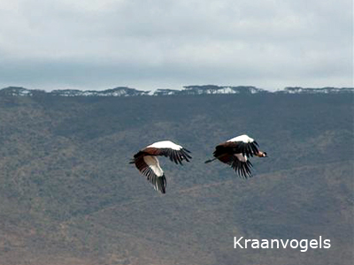 kraanvogels